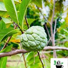 Image result for Annona senegalensis