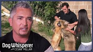 Tamar Geller: Debunking Popular Myths About Dogs, Unconditional Love, and  Relationships