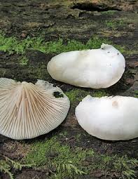 Image result for Crepidorhopalon