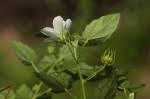 Image result for Pavonia leptocalyx