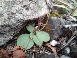 Image result for Xysmalobium holubii