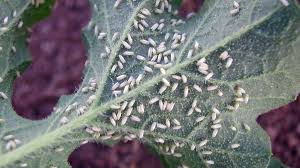 Amy, last year i posted a question about mysterious black bugs on my tomato plants, and we never got to the bottom of it. The Buzz On Whiteflies Here Is How To Wipe Them Out In Your Garden
