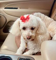 Thank you Robbie's Grooming Saloon for caring for Bailey