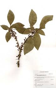 Image result for Cola mossambicensis