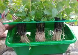 Mengenal Sistem Tanam Hidroponik Wick Nft Dan Dft Khusus Pemula