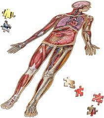 Free human themed puzzles to play online. Amazon Com Human Full Body Anatomy Jigsaw Puzzle Bundle Dr Livingston S Unique Shaped Science Puzzles Accurate Medical Illustrations Of The Body Organs Stomach Liver And Intestines Toys Games
