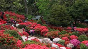 Azalea Festival In Nezu Shrine Azaleas Garden Azalea Festival Azaleas
