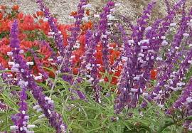 Fall Flowers For North Texas Gardens Peterson S Landscape Maintenance