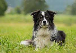 The relatively flat skull is moderate in width. Border Collie Grooming What To Know About Shedding Bathing And Trims