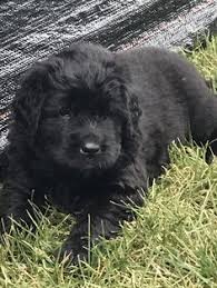 We take pride in breeding newfoundland puppies michigan with the utmost care and putting our dogs health first. 13 Newfoundland Puppy Puppies Dogs For Sale Ideas Newfoundland Puppies Dogs For Sale Newfoundland