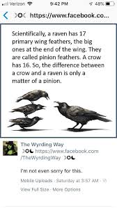 Pin By Casey Francis On Rachel Kozlowski Crow Facts Raven Crow