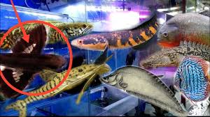 Jenis Jenis Ikan Predator Air Tawar Piranha Juga Ada Dan Ikan Predator Lainnya Youtube