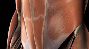 We did not find results for: Abdominal Muscles Location And Function
