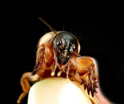 Spiders typically prey on crickets, but in numbers, crickets. Facts About Crickets Terro Learning Center