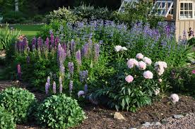 Beech Springs Farm Rose Garden Design Garden Design Lupine Flowers