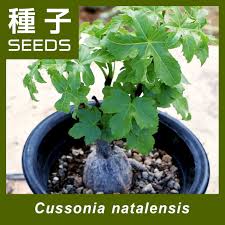 Image result for Cussonia natalensis