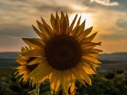 Mis kokulu yaprakları sayesinde hemen. Cicek Ansiklopedisi Hediye Onerileri Cicek Bakimi