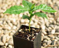 Image result for Coffea schliebenii