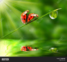 Sexual activity, especially sexual intercourse. Love Making Ladybugs Image Photo Free Trial Bigstock
