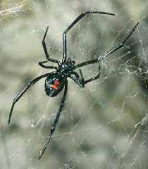 Black widow spiders have rapidly evolved super lethal venom, such that the spiders are now building stronger webs the painful bites and lethal venom of black widow spiders have evolved rapidly over the years she added, this causes all of the neuron's vesicles to dump out their neurotransmitters. Penetrating Spider Bites And Neuropsychiatric Insights