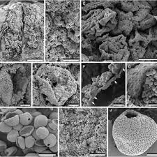 Image result for Hypolytrum heteromorphum