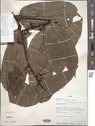 Image result for Diospyros gabunensis