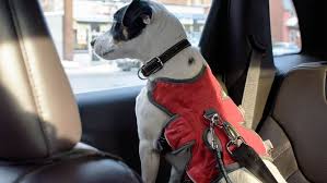 Dogs Can Naturally Count And Process Numbers Like Humans, New Study Finds -  Alaska Dog Works