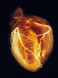 The Heart And How It Functions Heart Pictures Human Heart Human Body