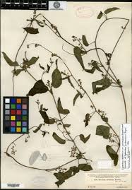 Image result for Cynanchum mulanjense