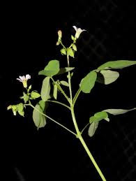 Image result for Oxalis barrelieri