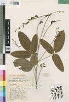 Image result for Adenodolichos