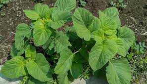 Image result for Amaranthus blitum
