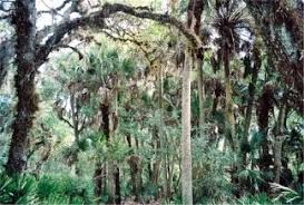 Noaa weather radar, satellite and synoptic charts. Myakka River State Park Near Sarasota Is Where Nature And Wildlife Abound