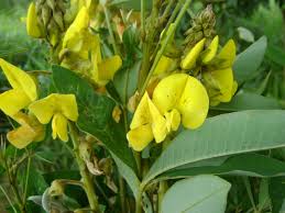 Image result for Crotalaria micans