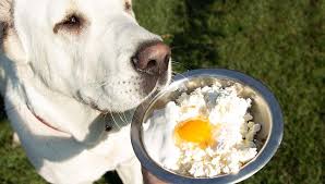 What causes diabetes in dogs? 20 Most Healthy Homemade Dog Food Recipes Your Dogs Will Love