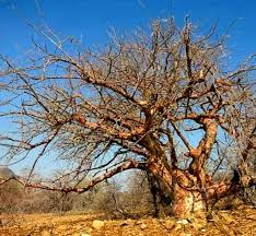 Image result for Searsia rogersii