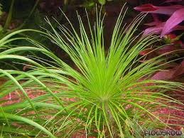 Image result for Eriocaulon schimperi