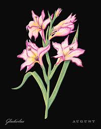 We did not find results for: Gladiolus August Birth Month Flower Botanical Print On Black Art By Jen Montgomery Painting By Jen Montgomery