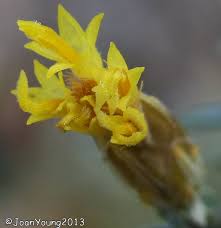 Image result for Pteronia glauca