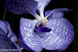 Image result for Vanda coerulea