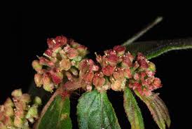 Image result for Euphorbia hirta