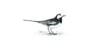 Africa, europe, asia, north america, new zealand, pacific, distinctive identification characteristics: Pied Wagtail Bird Facts Motacilla Alba The Rspb