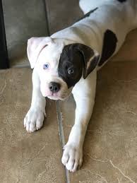 Blue eyes accepted but to be considered a cosmetic fault. American Bulldog Puppies For Sale Oxnard Ca 300916