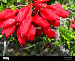 Image result for Schotia afra