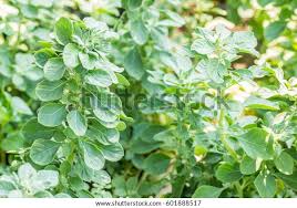 Image result for Aerva