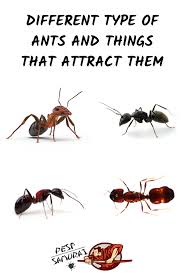 Different Type Of Ants And Things That Attract Them In 2020 Different Types Of Ants Types Of Ants Ants