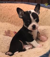 We hope it is informative and you find our dogs to be the very best. While French Bulldogs Originally Had Floppy Rosebud Ears Todays French Bulldog Standards Are F French Bulldog Mix French Bulldog Breeders Chihuahua Mix Puppies