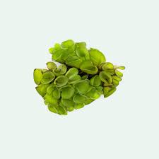 Image result for Salvinia hastata