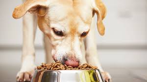 Best and worst dog food. Fda Recalls Several Dry Dog Foods That Could Cause Toxic Levels Of Vitamin D Mental Floss