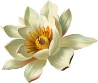 Lotus flower png lotus png call of duty black ops 3 png sacred geometry png. White Lotus Png Png Lux